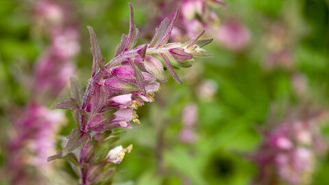 red-bartsia-the-wildlife-trusts